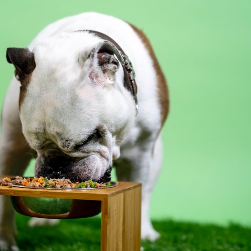 Granule vs. konzervy pro psy: Jakou stravu zvolit pro svého čtyřnohého přítele?
