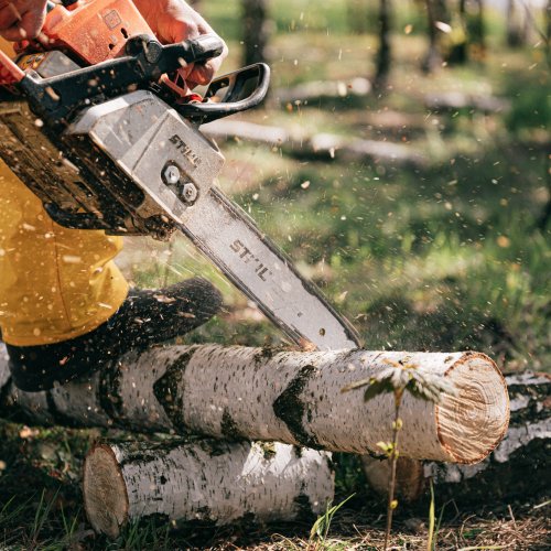 Víte, jaká je v roce 2023 legislativa kácení stromů? Připravili jsme přehled